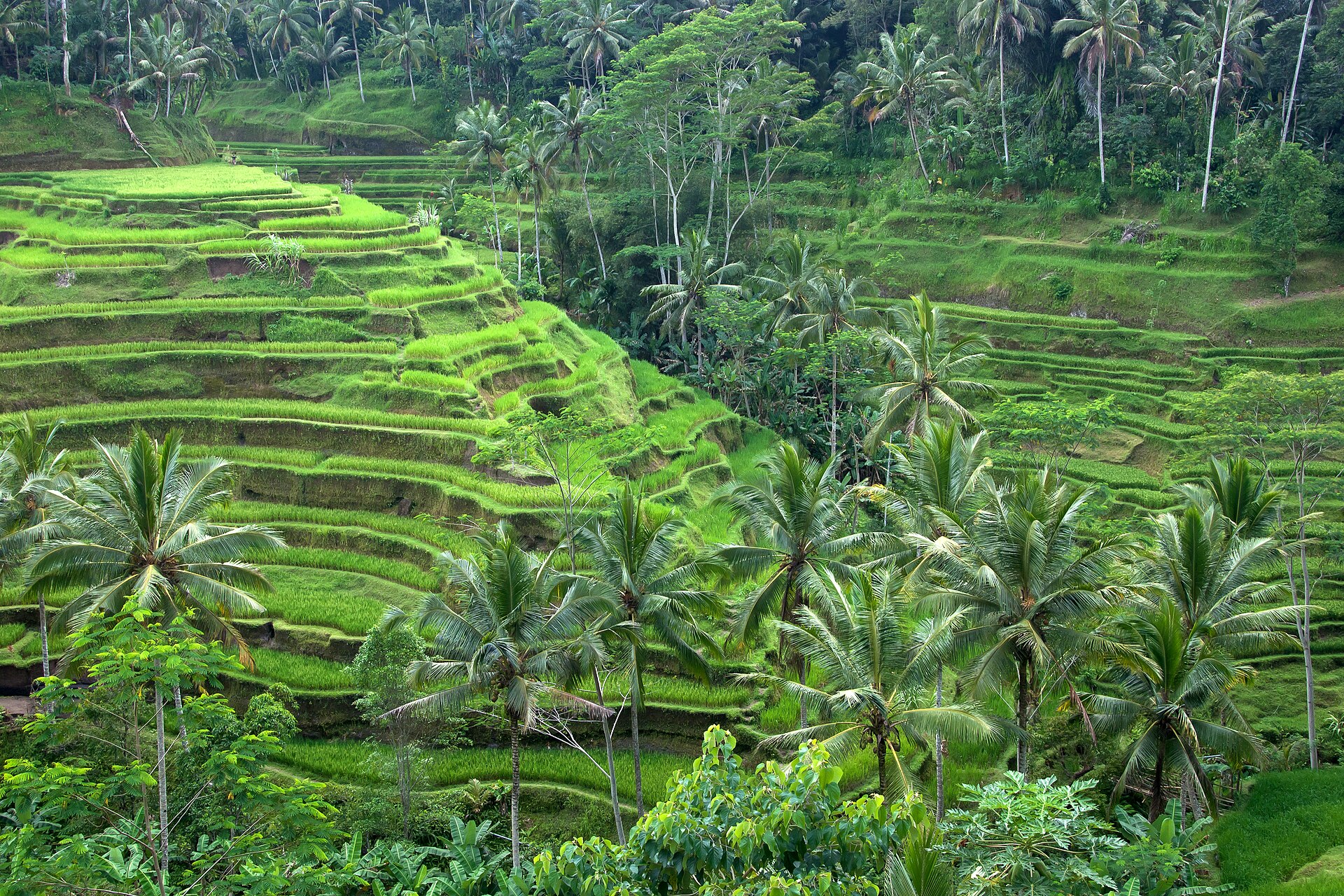 Rice terraces near Ubud, Bali, cut into a green hillside