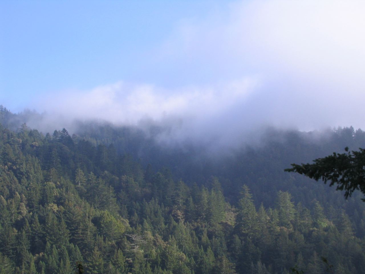Redwood canyon at Purisima Creek on the San Mateo County coast