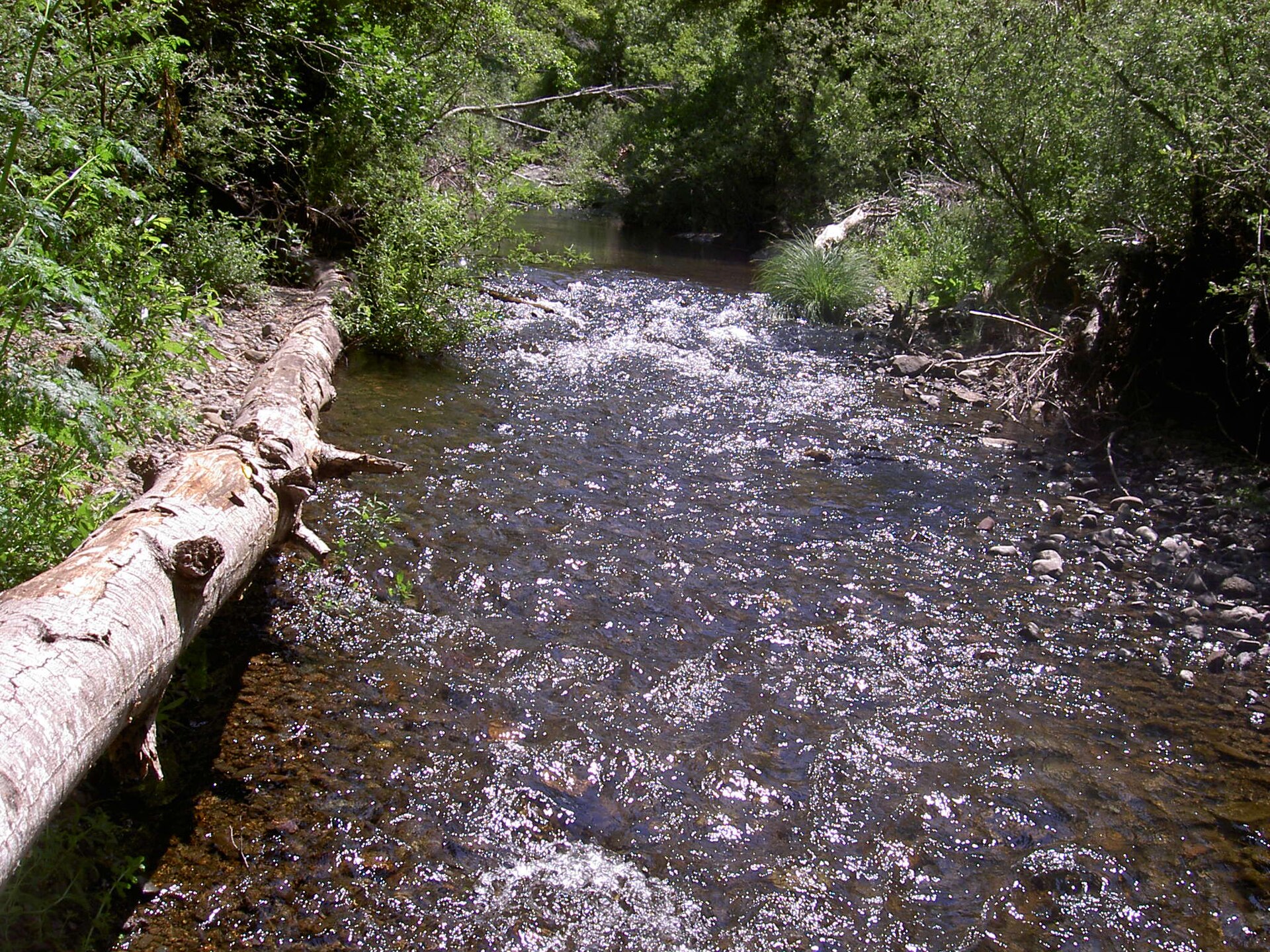 Redwoods along the creek in Samuel P. Taylor State Park